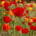 Beautiful wildflower field of tulips.