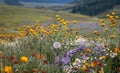 Beautiful wildflower meadow in Crested Butte, Colorado Royalty Free Stock Photo