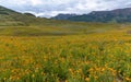 Beautiful wildflower meadow in Crested Butte, Colorado Royalty Free Stock Photo