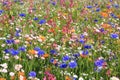 Beautiful wildflower meadow with different flowers