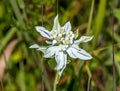 Beautiful Snow on the Mountain Wildflower in the Kansas Prairie Royalty Free Stock Photo