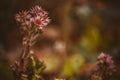 Beautiful wildflowers against a soft background