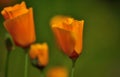 Beautiful wildflowers eschscholzia californica Royalty Free Stock Photo