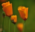 Beautiful wildflowers eschscholzia californica Royalty Free Stock Photo