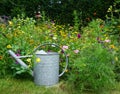 Beautiful wildflowers on a green meadow. in mid summer. with iron watering can. for butterflies and bees interesting. cosy field f Royalty Free Stock Photo