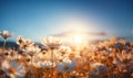 Colorful flower meadow with daisy flowers on blue sky background.wild flower blooming field of cornflowers and daisies flowers, Royalty Free Stock Photo