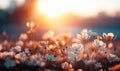 Colorful flower meadow with daisy flowers on blue sky background.wild flower blooming field of cornflowers and daisies flowers, Royalty Free Stock Photo