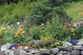 Beautiful wildflowers growing on rock wall