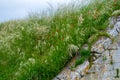 Beautiful wildflowers landscape in Charente-Maritime, Poitou-Charentes, France