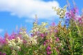 Beautiful wildflowers meadow Royalty Free Stock Photo