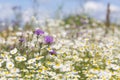 Beautiful wildflowers meadow with cornflowers and daisies .Selective focus Royalty Free Stock Photo