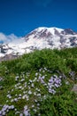 Beautiful wildflowers and Mount Rainier, Washington state