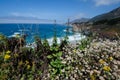 Beautiful wildflowers near Big Sur California along the Pacific Coast Highway Royalty Free Stock Photo