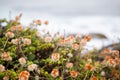 Beautiful wildflowers near Big Sur California along the Pacific Coast Highway Royalty Free Stock Photo