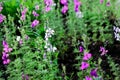 Beautiful wildflowers. Pink and purple blooms. Green leaves. The best wal