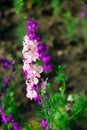 Beautiful wildflowers. Pink and purple blooms. Green leaves. The best wal