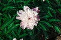 Beautiful wildflowers. Pink and purple blooms. Green leaves. The best wal