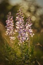 Beautiful wildflowers in the springtime Dictamnus albus