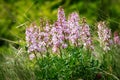 Beautiful wildflowers in the springtime Dictamnus albus