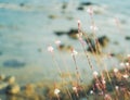 Beautiful wildflowers on a thin stem flowers on a background of the sea, natural minimalistic background and texture