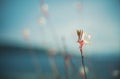 Beautiful wildflowers on a thin stem flowers on a background of the sea, natural minimalistic background and texture