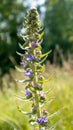 Beautiful wildflowers and wild herbs on a green meadow. Warm and sunny summer day. Meadow flowers. Wild summer flowers field. Royalty Free Stock Photo