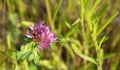 Beautiful wildflowers and wild herbs on a green meadow. Warm and sunny summer day. Meadow flowers. Wild summer flowers field. Royalty Free Stock Photo