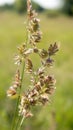 Beautiful wildflowers and wild herbs on a green meadow. Warm and sunny summer day. Meadow flowers. Wild summer flowers field. Royalty Free Stock Photo