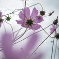 Beautiful wildflowers on a wonderful sunny day Royalty Free Stock Photo