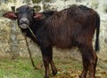 Beautiful wildlife young Buffalo , buffalo kids, eating Grass shocked gave the pose to take the photo., Royalty Free Stock Photo