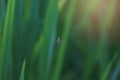 Beautiful wildlife insect with green natural background, closeup of little spider on web with green grass rice leaf in field at Royalty Free Stock Photo