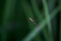 Beautiful wildlife insect with green natural background, closeup of little spider on web with green grass rice leaf in field at Royalty Free Stock Photo