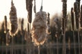 Beautiful Cattail Wildlife Nature Distaff on a Lake in Summer Soft :Light Natural Beauty Purity Twilight Sunset Landscape