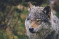 Beautiful wildlife portrait of a grey wolf/canis lupus outdoors in the wild Royalty Free Stock Photo