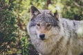 Beautiful wildlife portrait of grey wolf/canis lupus outdoors in the wild Royalty Free Stock Photo