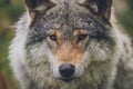 Beautiful wildlife portrait of grey wolf/canis lupus outdoors in the wild Royalty Free Stock Photo