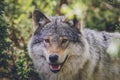 Beautiful wildlife portrait of grey wolf/canis lupus outdoors in the wild