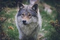 Beautiful wildlife portrait of grey wolf/canis lupus outdoors in the wild Royalty Free Stock Photo