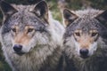 Beautiful wildlife portrait of two grey wolves/canis lupus outdoors in the wild