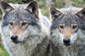 Beautiful wildlife portrait of grey wolves/canis lupus outdoors in the wild Royalty Free Stock Photo