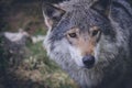 Beautiful wildlife portrait of grey wolf/canis lupus outdoors in the wild Royalty Free Stock Photo