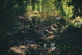 Beautiful wildlife scene, small creek near the lake with duck and heron