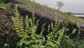 Beautiful wildplants, background. Royalty Free Stock Photo