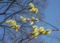 Beautiful willow branch blooming in yellow flowers