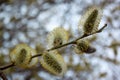 Beautiful willow branch with fluffy catkins. Royalty Free Stock Photo