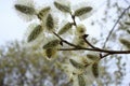 Beautiful willow branch with fluffy catkins. Royalty Free Stock Photo