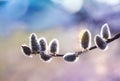 Beautiful willow branch with fluffy catkins in spring sunlight closeup. Soft and gentle springtime background