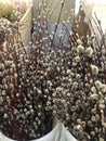 Beautiful willow branches Close up Royalty Free Stock Photo