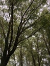 Beautiful willow branches in a summer Park