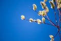 Beautiful willow flowers in an early spring sunny day. Soft willow buds. Royalty Free Stock Photo